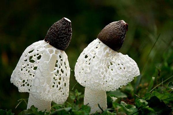 采收加工竹蓀的注意事項