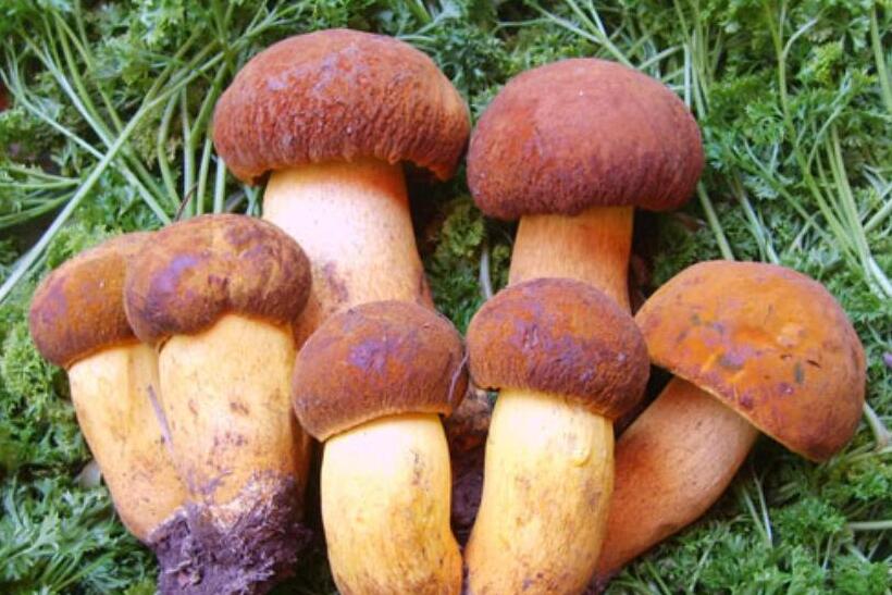 野外牛肝菌的加工流程