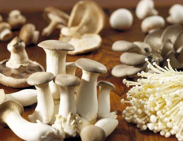 野生平菇的馴化