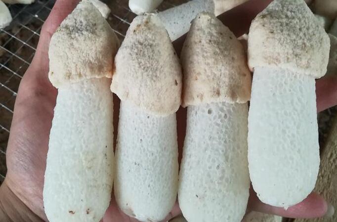 短裙竹蓀分級(jí)標(biāo)準(zhǔn)